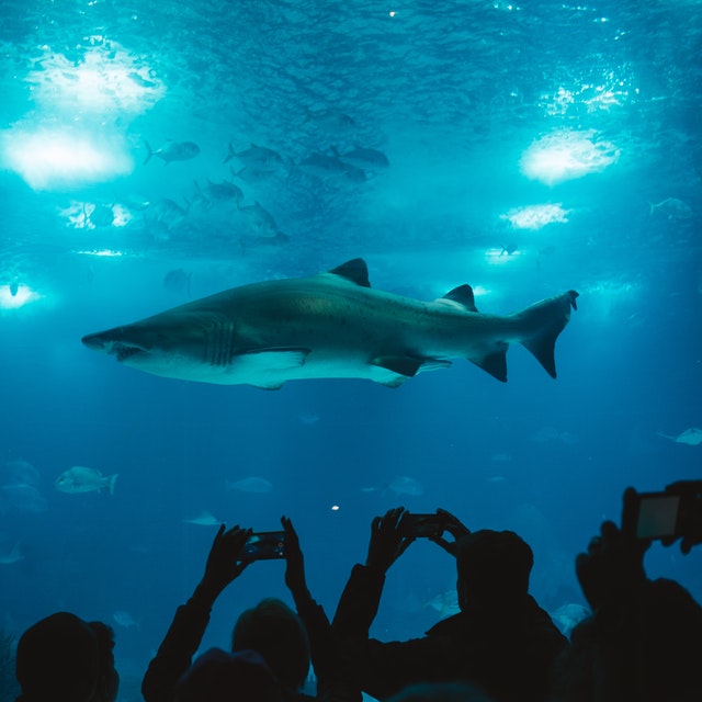 5 Best Aquariums and Zoos in Toronto