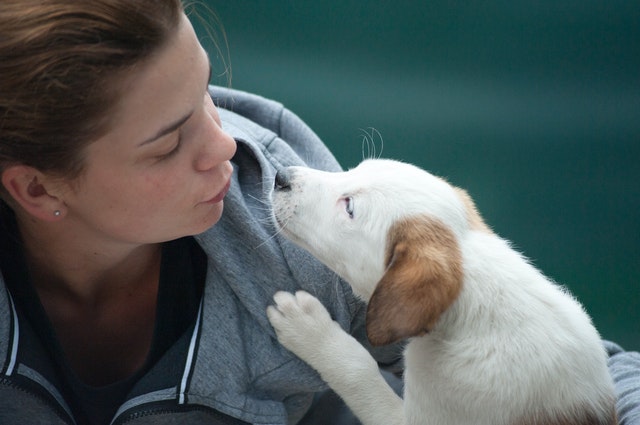 5 Best Pet Care Centres in Toronto