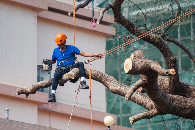 Best Tree Services in Calgary