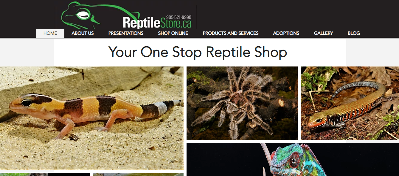 The Reptile Store